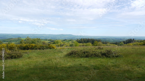 forêt verdoyante dans le Limousin (France)