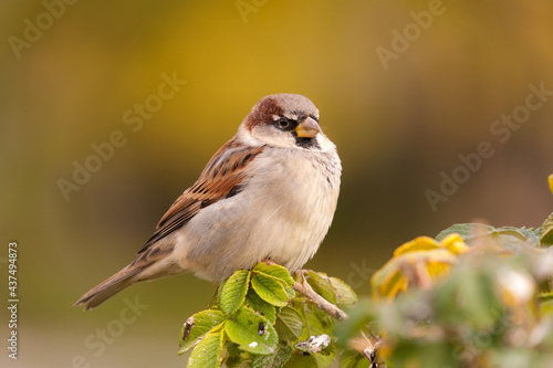 sparrow on a branch closeup © Maslov Dmitry