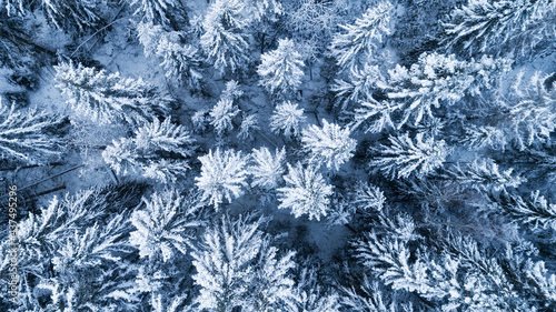 Aerial top down view of frozen coniferous forest covered in snow. Winter nature landscape of snowy trees. Winter wonderland.
