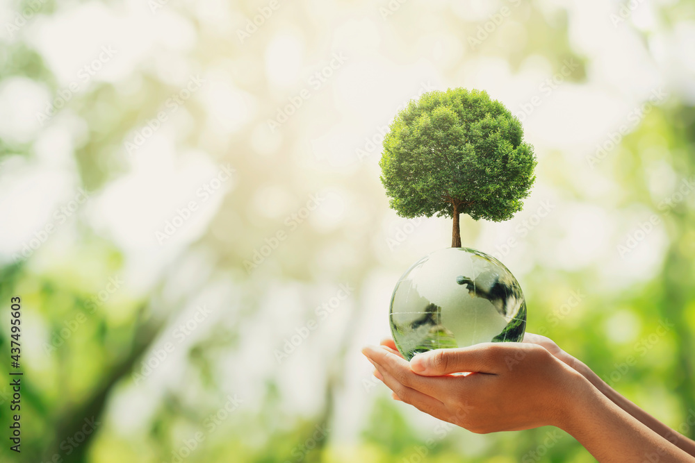 hand holding glass globe ball with tree growing and green nature blur ...