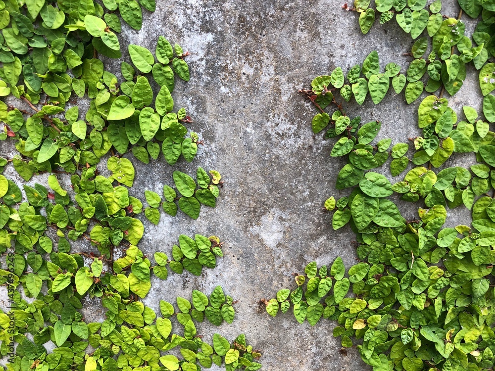 Ivy wall Ivy wall