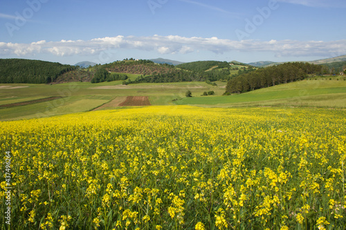 Cultivation of lentils in Colfiorito during spring day of sun in Umbria