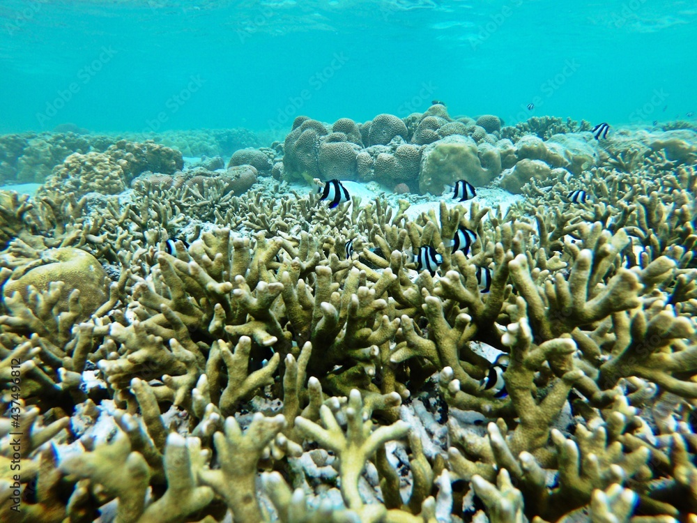 Coral bleaching by climate change. Dead and dying coral reef due to
