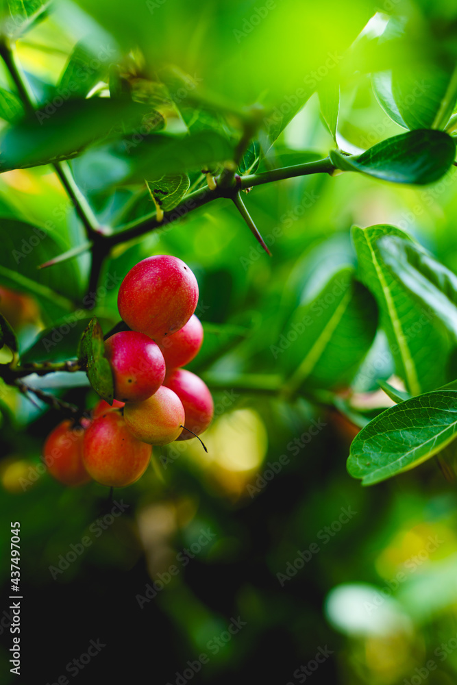 Group of Bengal currants or carandas plums with green leaves background. Close up of fresh fruit.