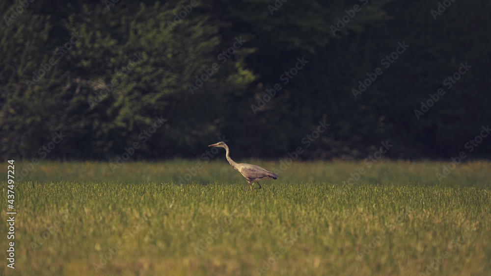Obraz premium Heron in the meadow