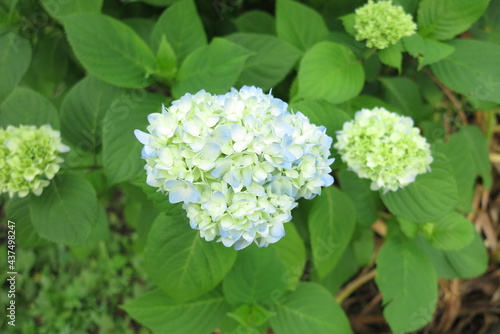 青い紫陽花
