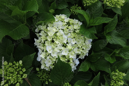 AJISAI