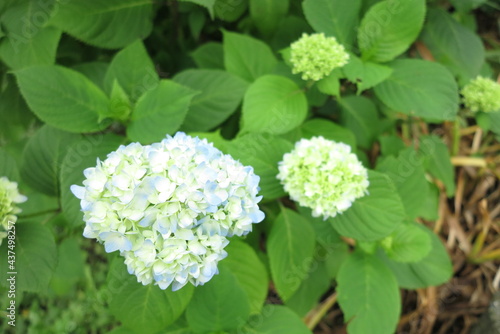 青い紫陽花2