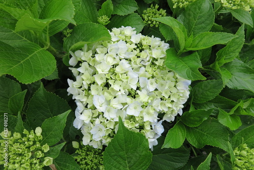 綺麗な紫陽花