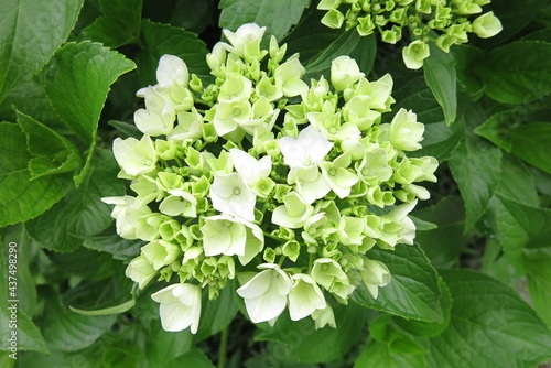 白い花　２