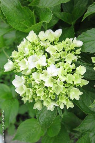白い花