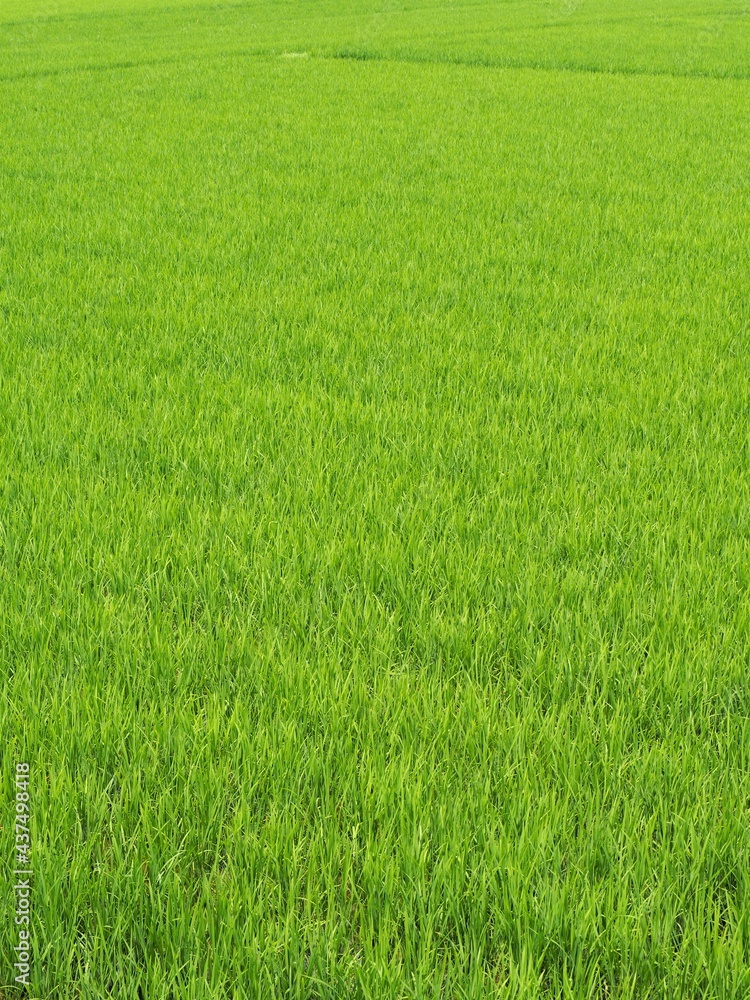 田植えの終わった初夏の田んぼ 田植えの終わった初夏の田んぼ