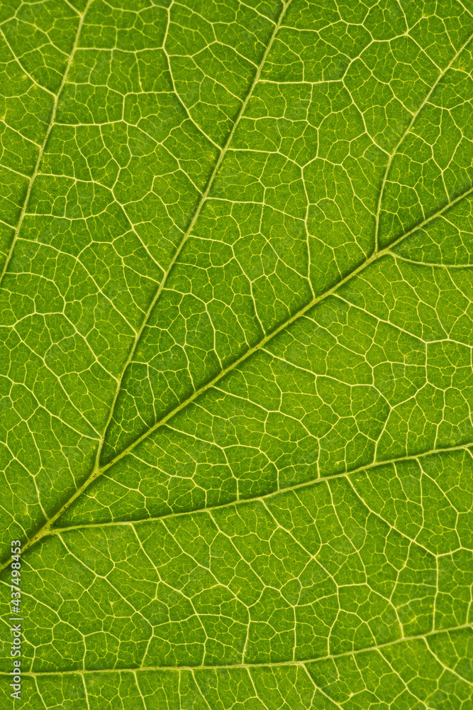Fresh leaf of ornamental shrub close-up. Mosaic pattern of a net of yellow veins and green plant cells. Abstract background on a floral theme. Vertical summer backdrop. Macro Fresh leaf of ornamental shrub close-up. Mosaic pattern of a net of yellow veins and green plant cells. Abstract background on a floral theme. Vertical summer backdrop. Macro