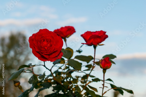 Garden with red roses at sunset. Caring for garden roses - concept.