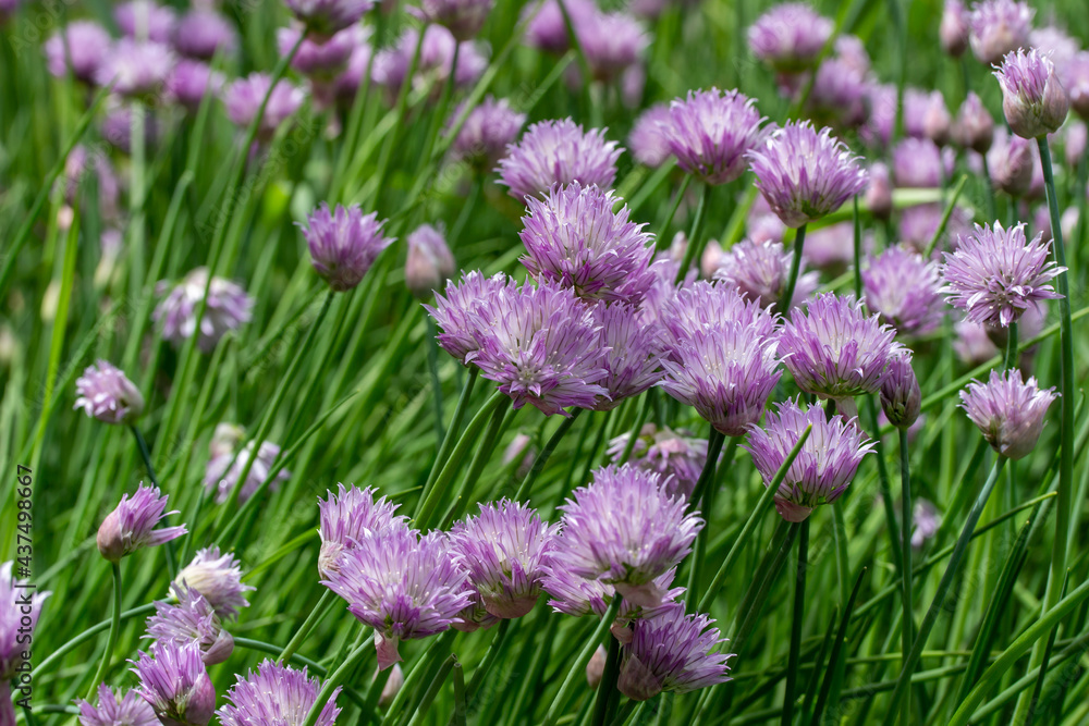 Full frame texture background view of fresh blooming chives flowers (allium schoenoprasum) with purple and pink flower blossoms and edible green leaves Full frame texture background view of fresh blooming chives flowers (allium schoenoprasum) with purple and pink flower blossoms and edible green leaves