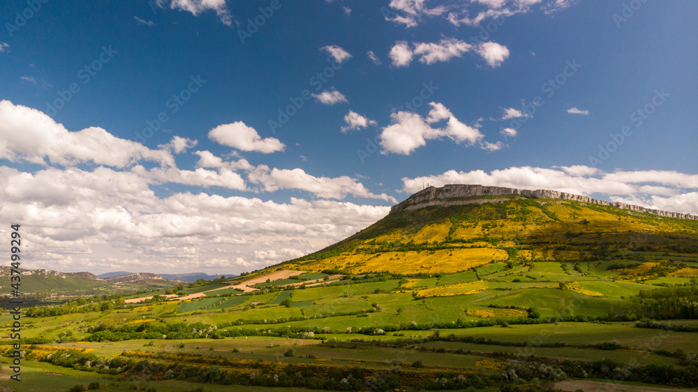 Fototapeta premium Genista blossom, in the mountains of Northern Spain