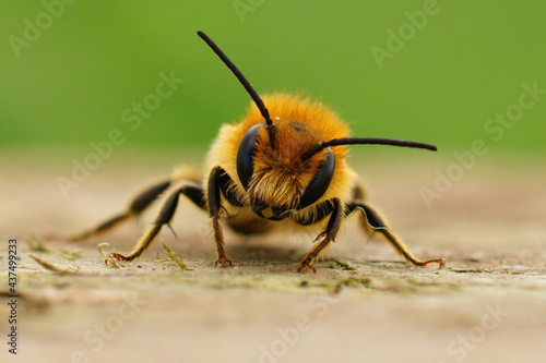 Frontal closeup on a male Jersey Mason Bee, Osmia niveata © Henk