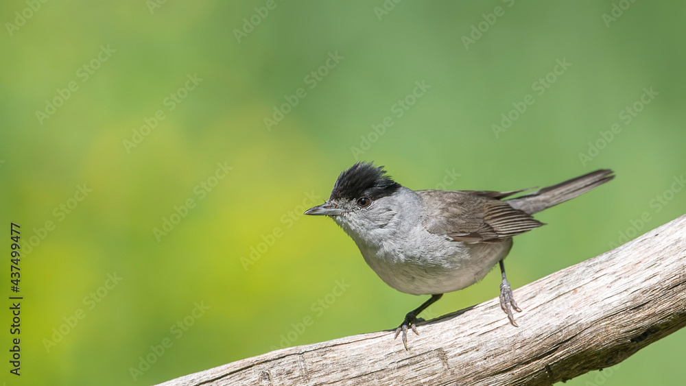 Eurasian Blackcap sitting on a stick Eurasian Blackcap sitting on a stick