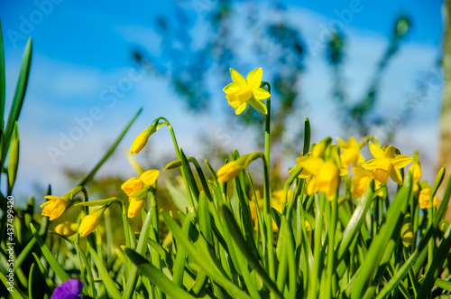 Wild Daffodil bulbs Narcissus Pseudonarcissus