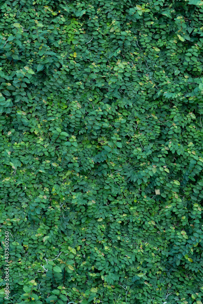 Ivy green wall surface for decoration design. Natural background texture. Spring Summer Floral banner. Interior vertical garden. nature leaf green for backdrop design and die-cut for artwork. Ivy green wall surface for decoration design. Natural background texture. Spring Summer Floral banner. Interior vertical garden. nature leaf green for backdrop design and die-cut for artwork.