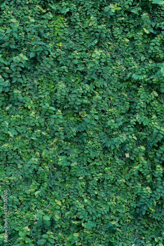 Ivy green wall surface for decoration design. Natural background texture. Spring Summer Floral banner. Interior vertical garden. nature leaf green for backdrop design and die-cut for artwork.