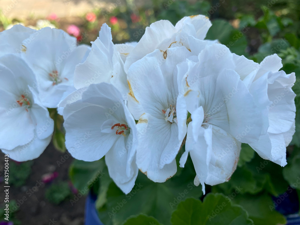 White horseshoe geranium in bloom closeup view of White horseshoe geranium in bloom closeup view of