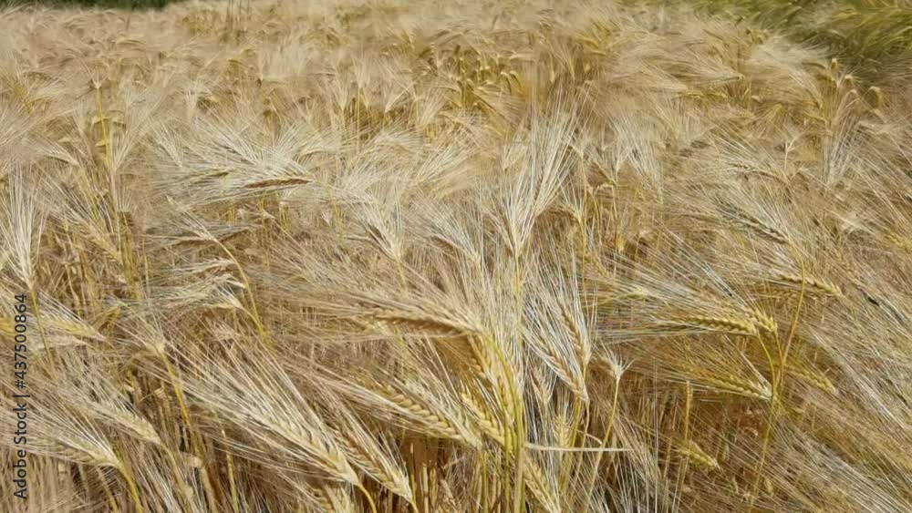 wheat, sky, ear, field, yellow, wheat, nature, ripe, sky, summer, landscape, gold, crop, cereal, cloud, agriculture, farm, grain, blue, sun, bread, plant, growth,
harvest, rural, food, background, ea wheat, sky, ear, field, yellow, wheat, nature, ripe, sky, summer, landscape, gold, crop, cereal, cloud, agriculture, farm, grain, blue, sun, bread, plant, growth,
harvest, rural, food, background, ea