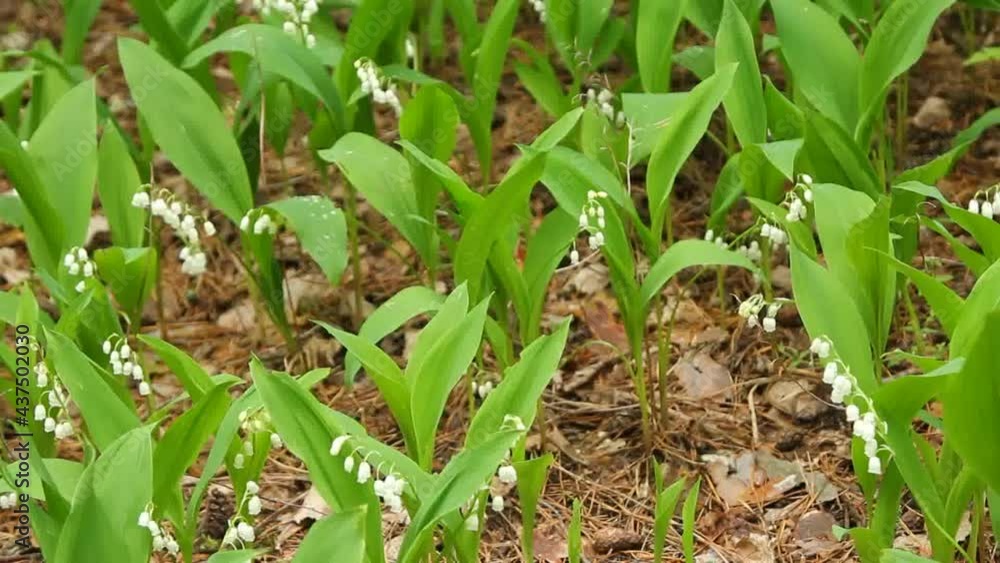 Lilies of the valley in the forest.
Freshness, tenderness and beauty in forest lilies of the valley.
Lilies of the valley in the forest.
Freshness, tenderness and beauty in forest lilies of the valley.