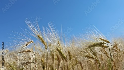 Wallpaper Mural wheat, sky, ear, field, yellow, wheat, nature, ripe, sky, summer, landscape, gold, crop, cereal, cloud, agriculture, farm, grain, blue, sun, bread, plant, growth, 
harvest, rural, food, background, ea Torontodigital.ca