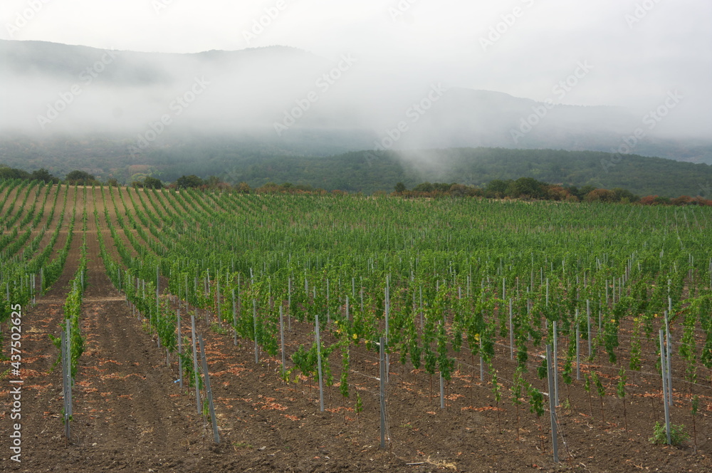 Young vineyard against misty mountain