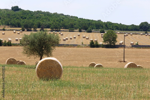 Campo agricolo con balle di fieno photo