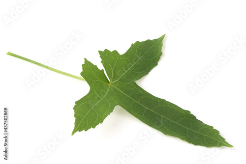 Abelmosk green leaf isolated on white background.