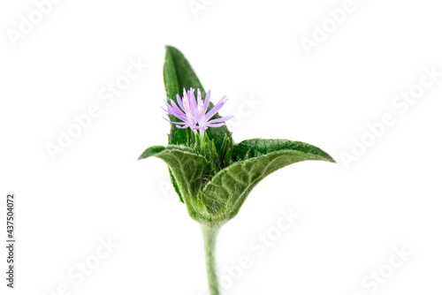 Obraz na płótnie Elephantopus scaber flowers and tree isolated on white background