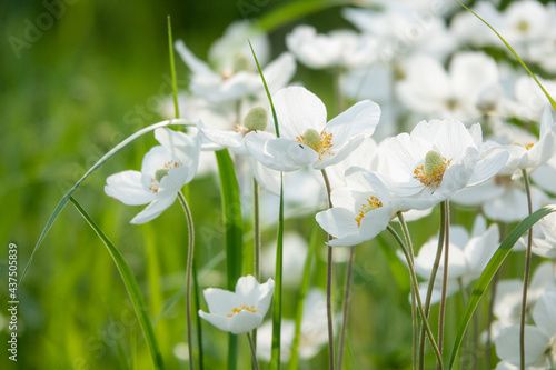 Fotografie Japanese anemone Elfin Swan - Latin name - Anemone japonica Elfin Swan in garden