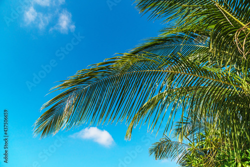 Lush green palm trees with blue sky in the background on a tropical exotic island on a sunny bright day.