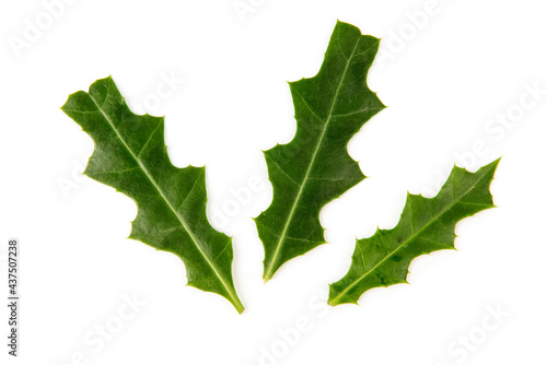 Acanthus ebracteatus green leaves isolated on white background.top view,flat lay.