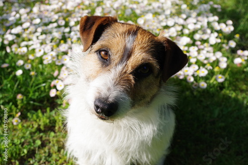 Jack Russel Terrier dog in the garden