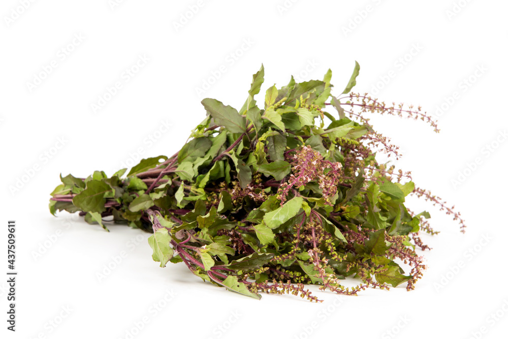 Holy basil or Sacred basil isolated on white background. Holy basil or Sacred basil isolated on white background.