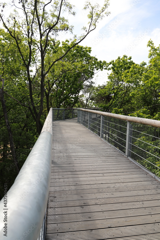 a path through the treetops 