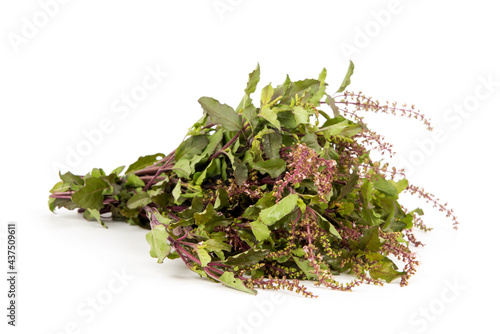 Holy basil or Sacred basil isolated on white background.