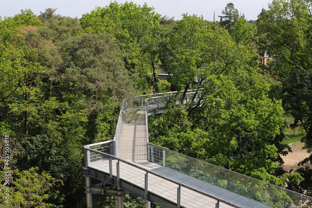 Obraz premium a path through the treetops