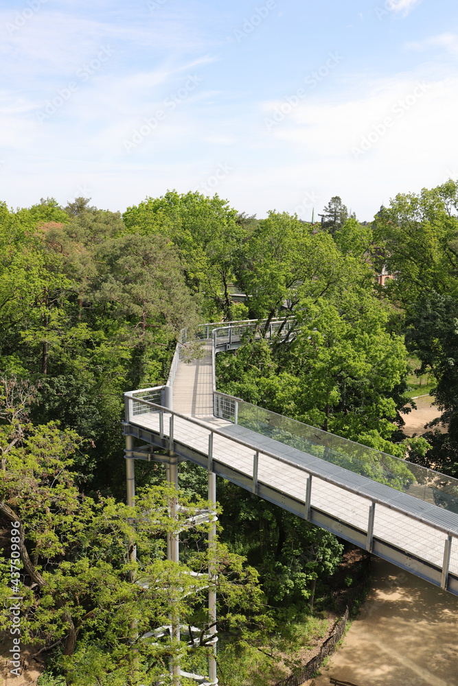 a path through the treetops 