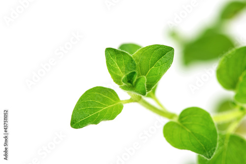 Oregano branch green leaves isolated on white background.