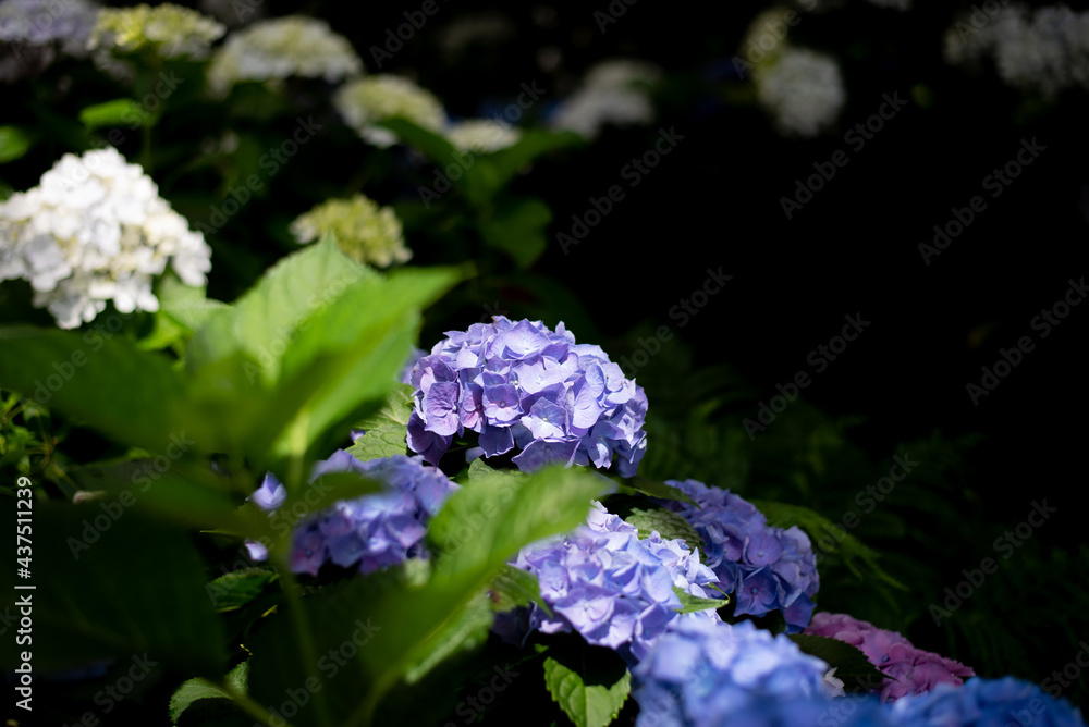 There are many of beautiful hydrangea in Jeju island. There are many of beautiful hydrangea in Jeju island.