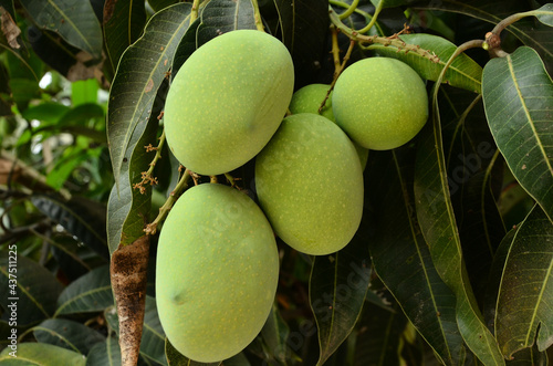 Canvas Print Beautiful Mango fruit green leaf