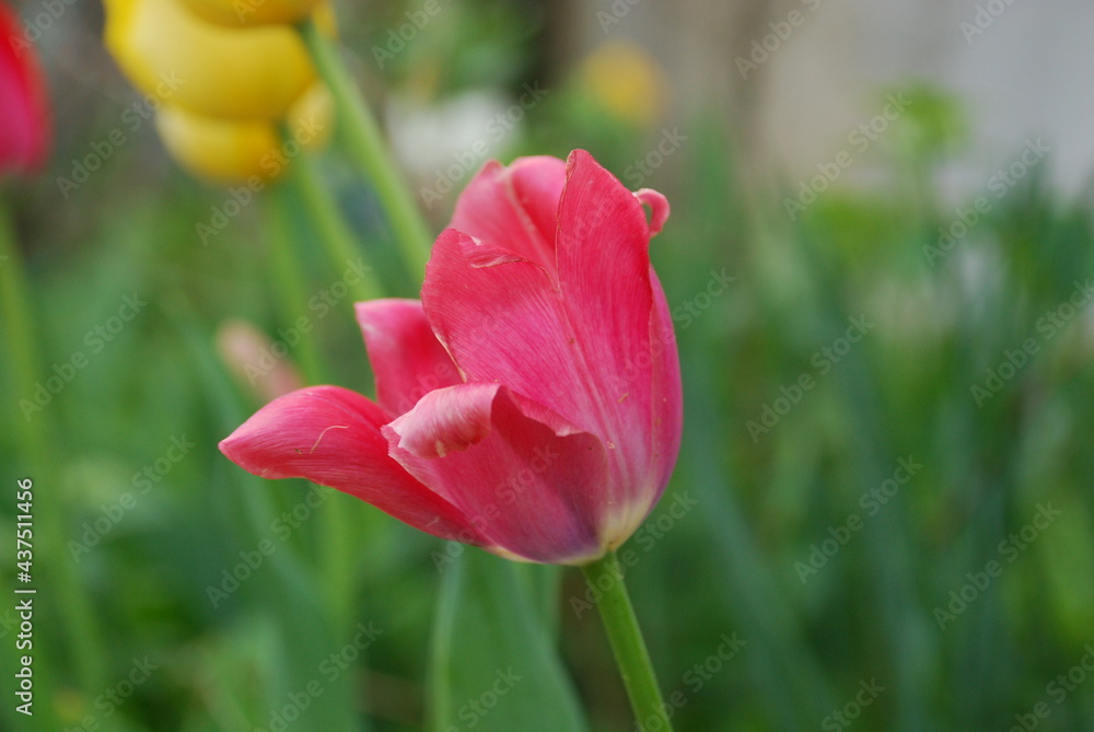 Pink half-opened tulip flower. An expanding pink tulip flower on a thin green stem in the middle of tall green grass and other colored tulips.