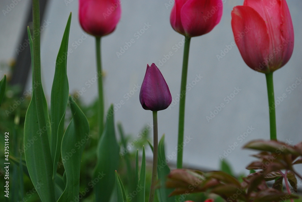 Fototapeta premium Purple tulip flower closed. A purple tulip flower that has not yet blossomed on a thin green stem of the heart of other pink tulips against a gray wall.