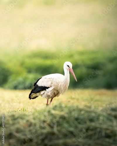 Ein junger Weissstorch auf einem Feld in der Reussebene, Schweiz