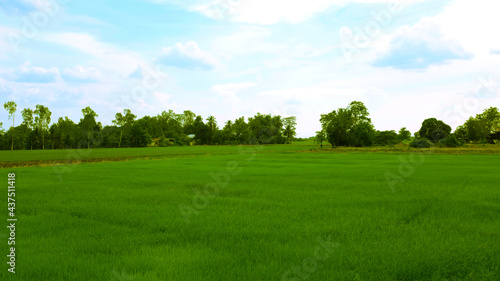 landscape fields and beautiful blue sky background in countryside landscape of japan looks fresh and perfect agriculture. © pattawee