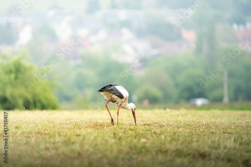 Ein junger Storch auf einem Feld in der Reuss Ebene, in der Schweiz
